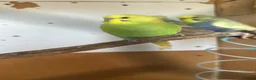 Budgerigars birds for sale: Lovely male budgies  - Advert 4