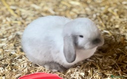 Mini Lop rabbits for sale: Mini lop baby bunnies ready now  - Image 1
