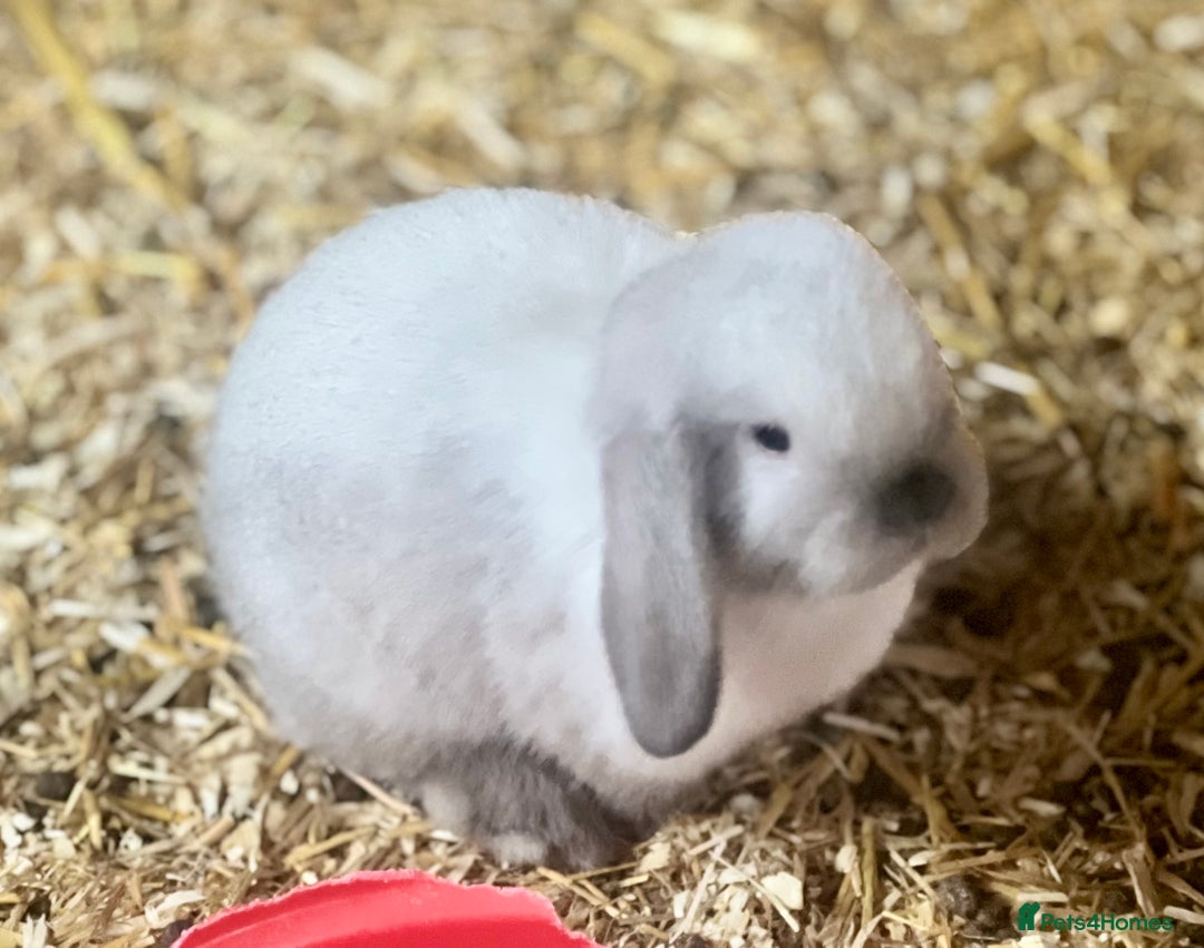 Mini Lop rabbits for sale: Mini lop baby bunnies ready now  - Image 1