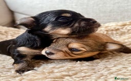 Chorkie dogs for sale: Chorkie (x2 Boys) - Image 3