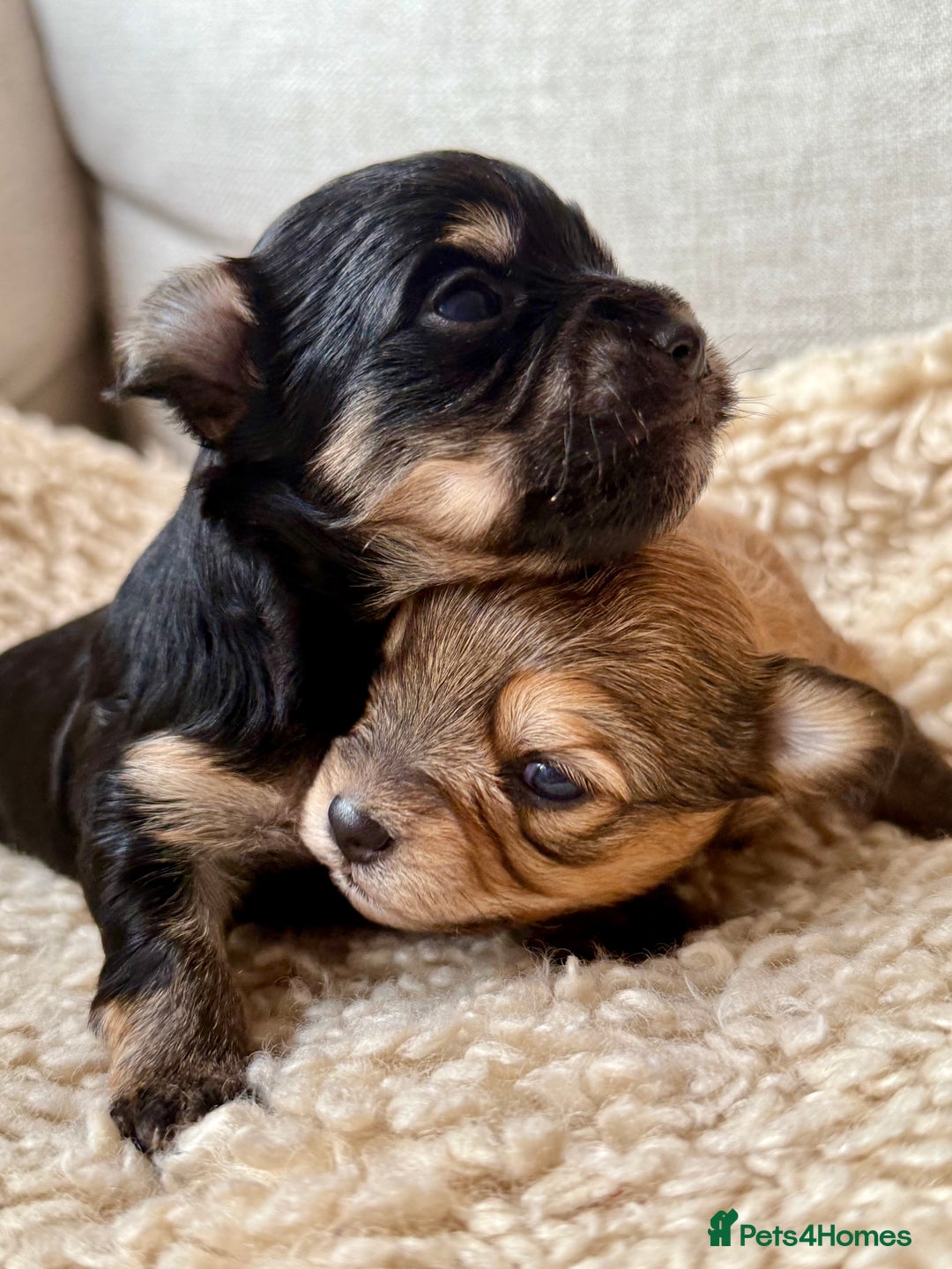 Chorkie dogs for sale: Chorkie (x2 Boys) - Image 3