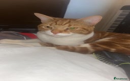 American Shorthair cats for sale: Ginger short hair  - Image 2