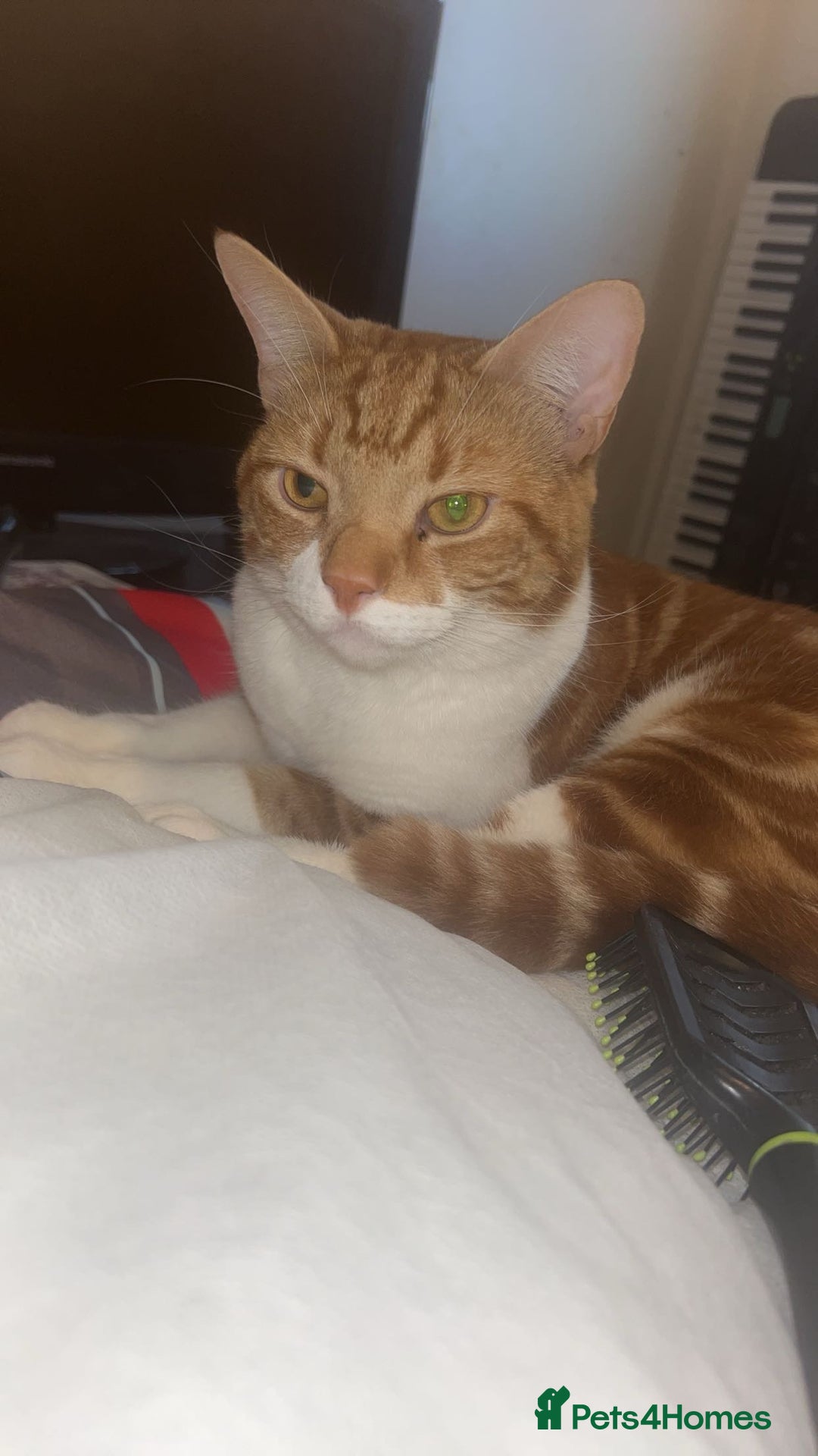 American Shorthair cats for sale: Ginger short hair  - Image 2