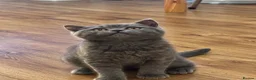 British Shorthair cats for sale: Adorable, Litter-Trained Grey Kitten - Advert 4