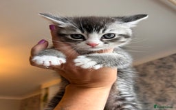 British Shorthair cats for sale: Adorable kittens ready to go 💙🩷 - Image 6