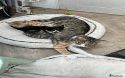 Domestic Shorthair cats for sale: Adorable Kittens  - Image 1