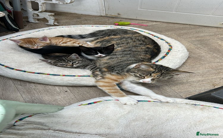 Domestic Shorthair cats - Advert 4