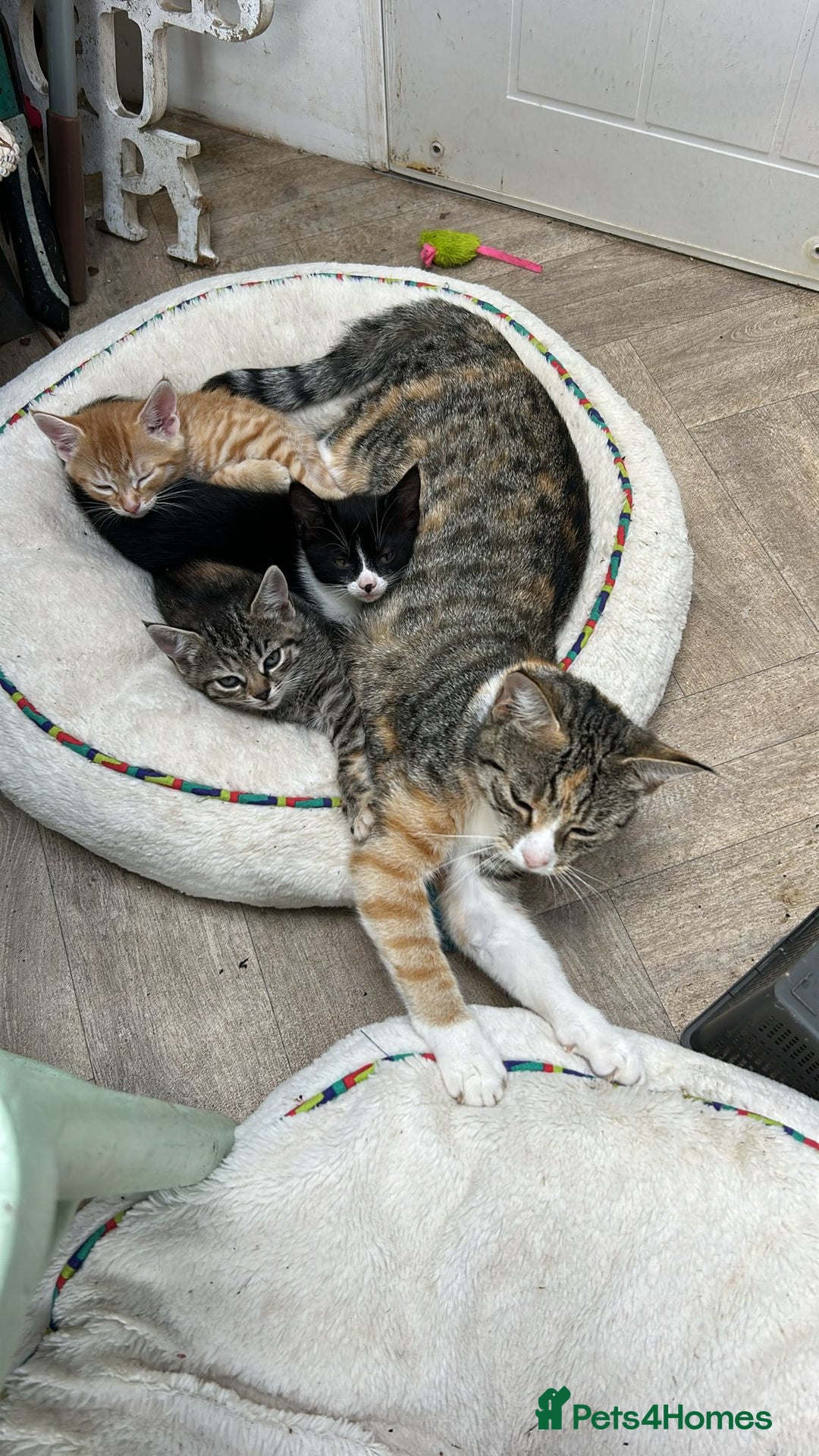 Domestic Shorthair cats for sale: Adorable Kittens  - Image 1