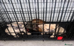 Mixed Breed dogs for sale: Rare breed French Bulldog x English bulldog   - Image 18