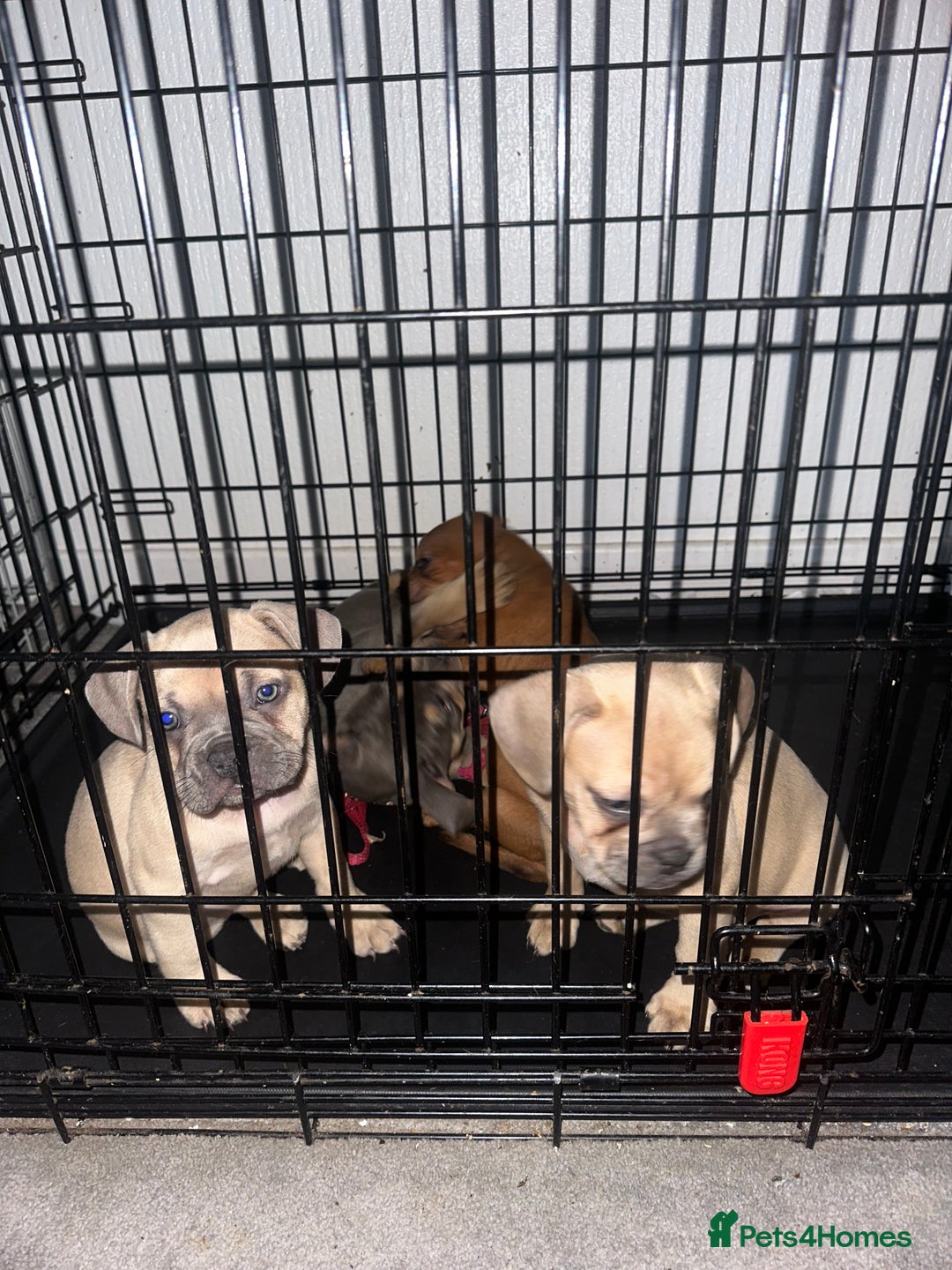 Mixed Breed dogs for sale: Rare breed French Bulldog x English bulldog   - Image 18