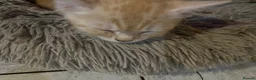 Mixed Breed cats for sale: Beautiful dog friendly kittens  - Advert 2