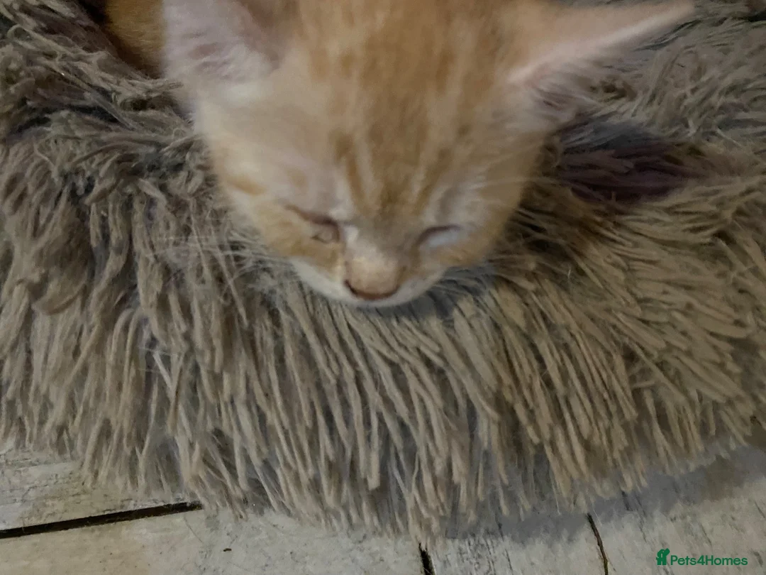 Mixed Breed cats for sale: Beautiful dog friendly kittens  - Advert 2
