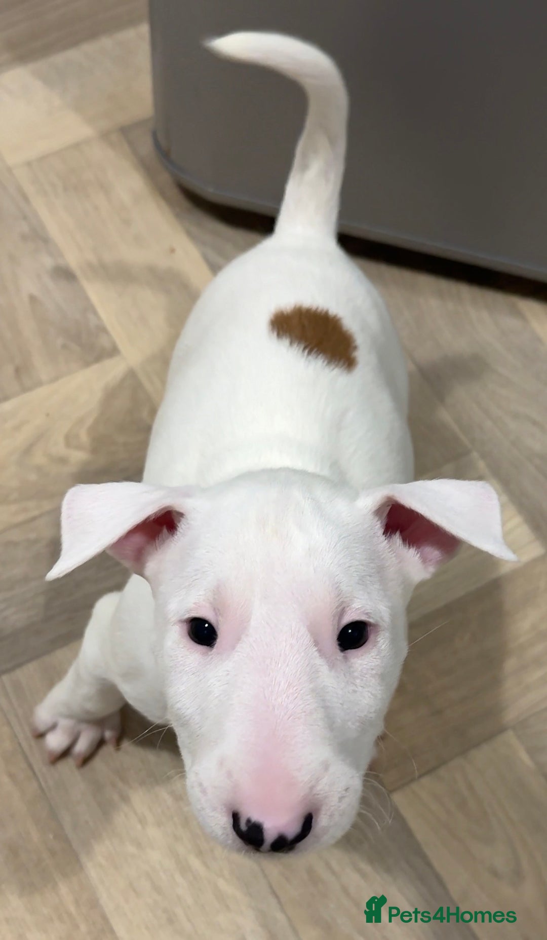 English Bull Terrier dogs for sale: *REDUCED* 1 male KC EBT pup left - Advert 11