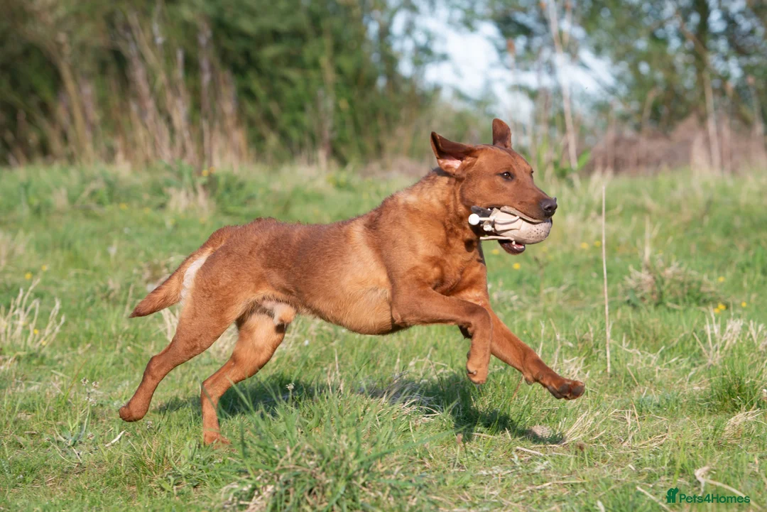 Labrador Retriever dogs for stud: FULLY HEALTH TESTED DARK RED STUD in Tadcaster - Advert 3