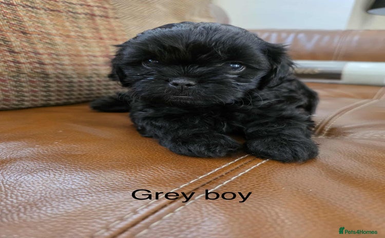 Shihpoo dogs - Advert 1
