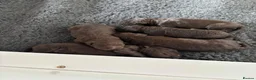 Labradoodle dogs for sale: Gorgeous Labradoodle Puppies - 3 left! - Advert 5