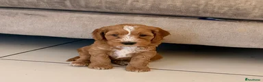 Cockapoo Puppy 2