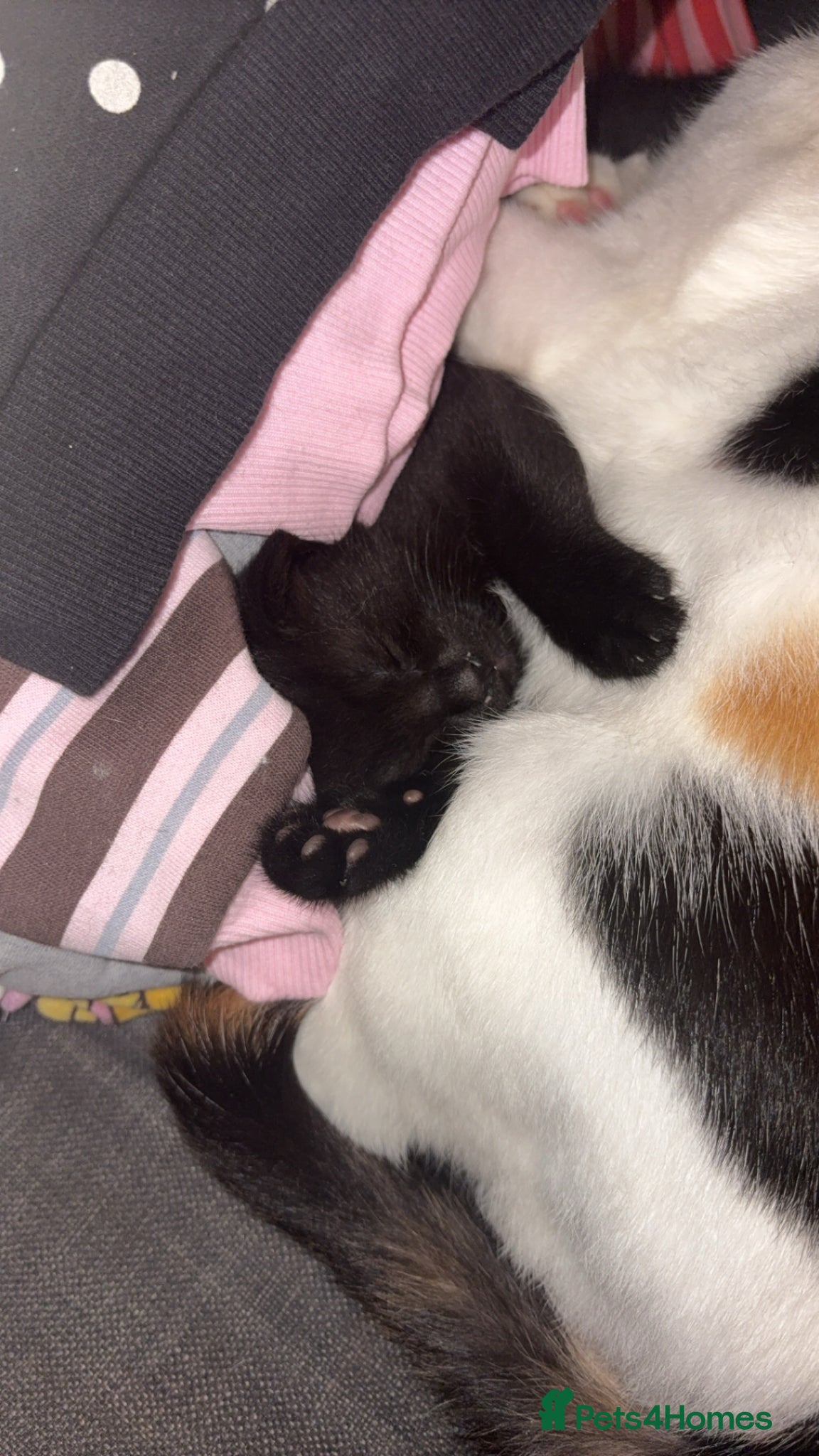 British Shorthair cats Female black kitten  - Advert 1