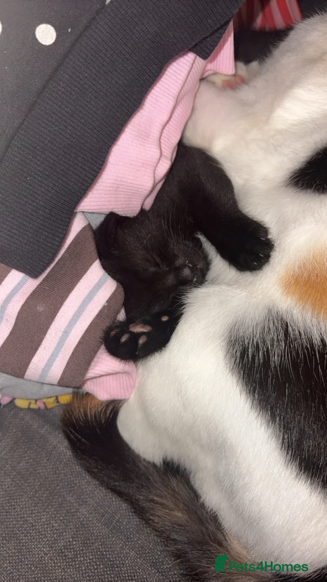 British Shorthair cats for sale: Female black kitten  - Advert 1