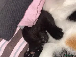 British Shorthair cats Female black kitten - Advert 1