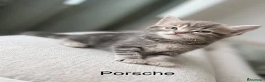 British Shorthair 3 Porsche
