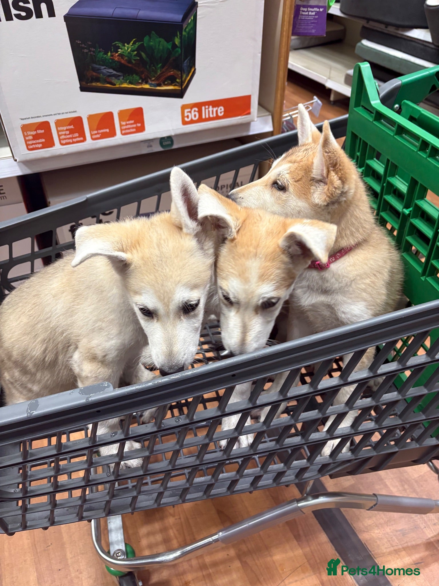 Mixed Breed dogs White Swiss shepherd cross wolf dog - Advert 1