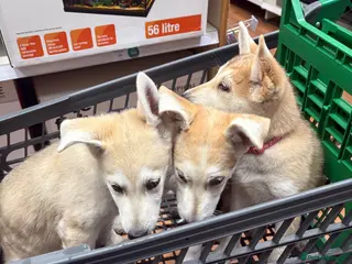Mixed Breed dogs White Swiss shepherd cross wolf dog - Advert 1
