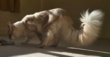 Maine Coon cats - Advert 4