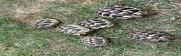 Hermann Tortoise reptiles for sale: Herman Tortoise 4 years (born 10/09/2022) - Advert 8