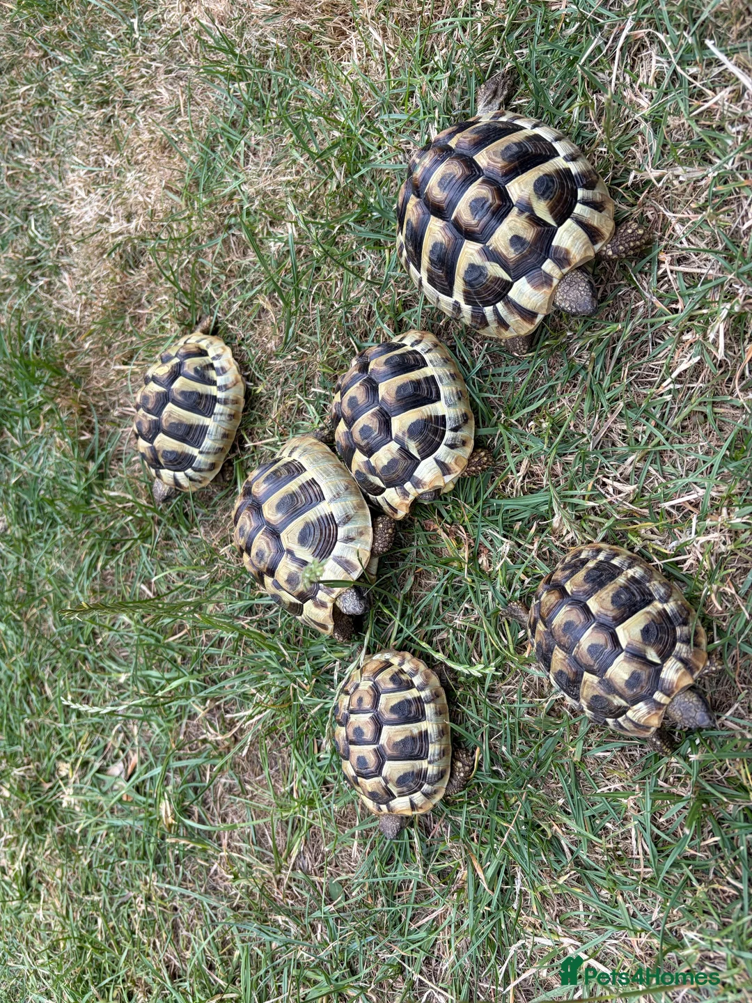 Hermann Tortoise reptiles for sale: Herman Tortoise 4 years (born 10/09/2022) - Advert 8