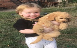 Cockapoo dogs for sale: 5* F1B Miniature Labradoodle Puppies - Image 5