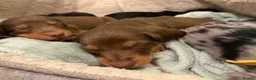 Dachshund dogs for sale: 4 KC Standard Long Haired Dachshund Puppies - Advert 21