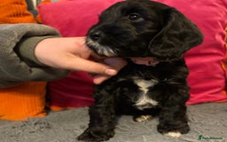Cockapoo dogs for sale: Stunning F2 cockapoo puppies  - Image 15