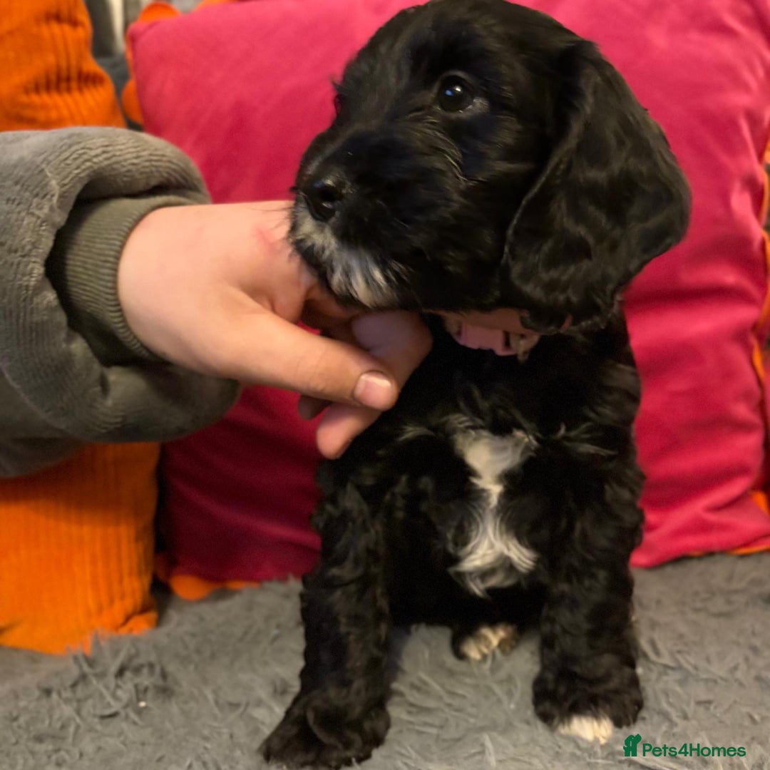 Cockapoo dogs for sale: Stunning F2 cockapoo puppies  - Image 15