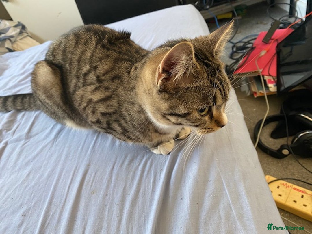 Bengal cats for sale: Beautiful Bengal girl kitten - Advert 6