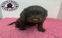 Cocker Spaniel dogs for sale: KC Reg Working Cocker Spaniel Puppies  - Image 4