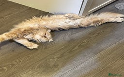 Persian cats for sale: Two Persian cats for sale - Image 3