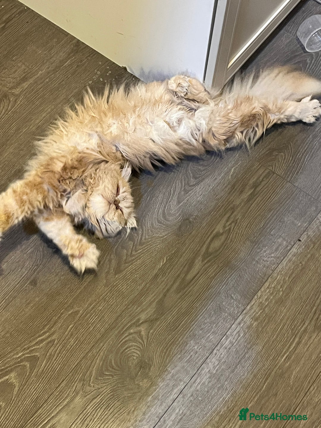Persian cats for sale: Two Persian cats for sale - Image 3