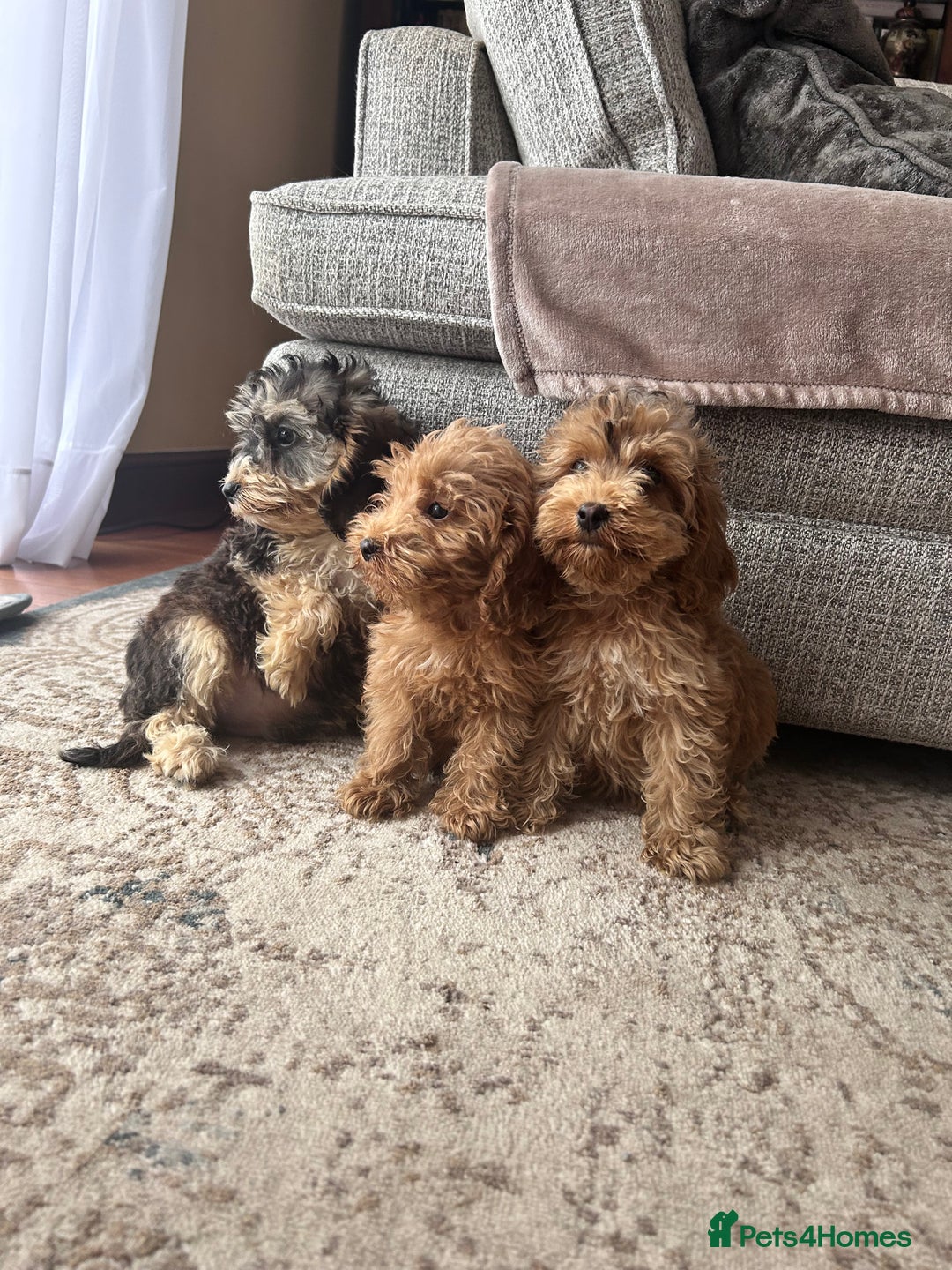 Cockapoo dogs for sale: F1 cocapoos ready to leave in Bishop's Stortford - Image 4