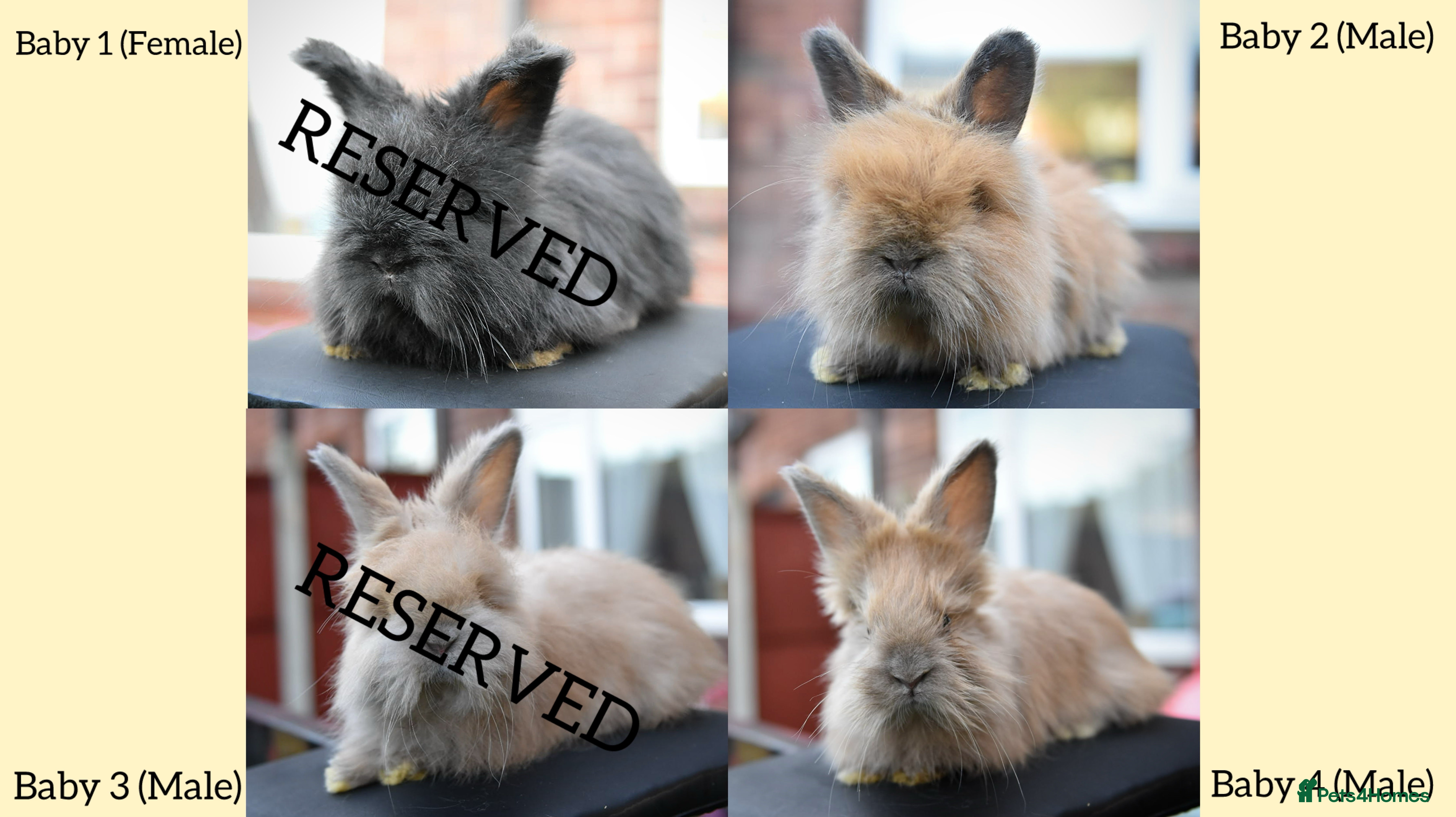 Angora rabbits French Imported Pedigree English Angoras - Advert 3