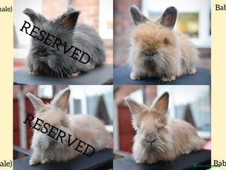 Angora rabbits French Imported Pedigree English Angoras - Advert 3