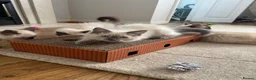 Ragdoll cats for sale: Purebred Ragdoll Boys  in St Albans - Advert 16