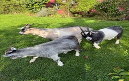 Goats livestock for sale: 3 brother hand reared Pygmy goats, neutered  - Image 1