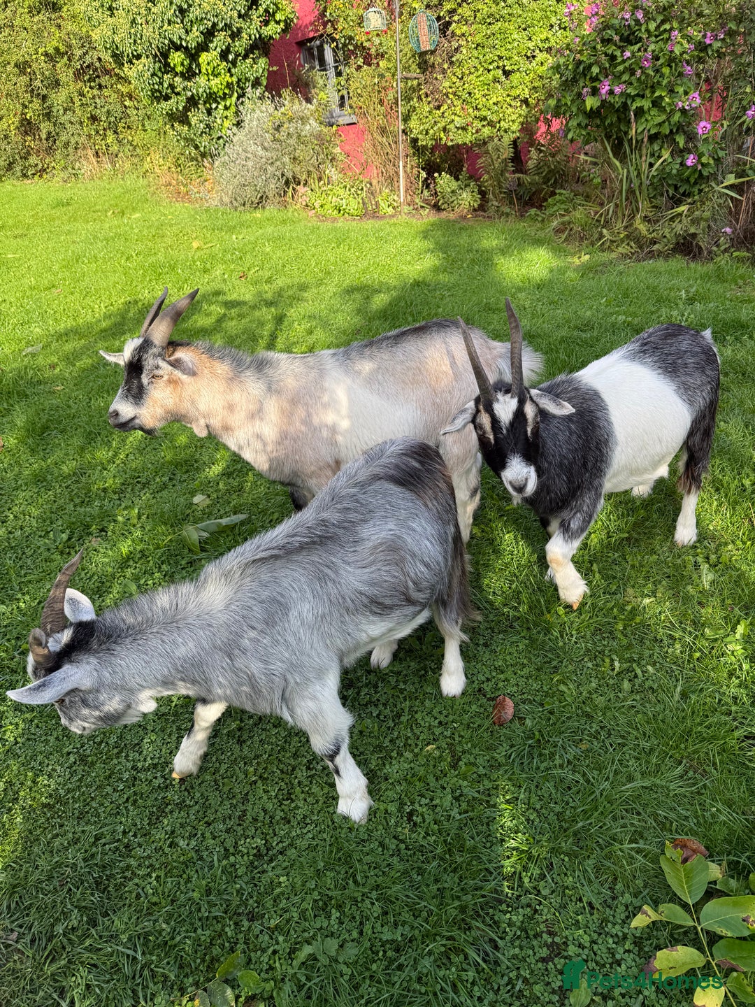 Goats livestock for sale: 3 brother hand reared Pygmy goats, neutered  - Image 1