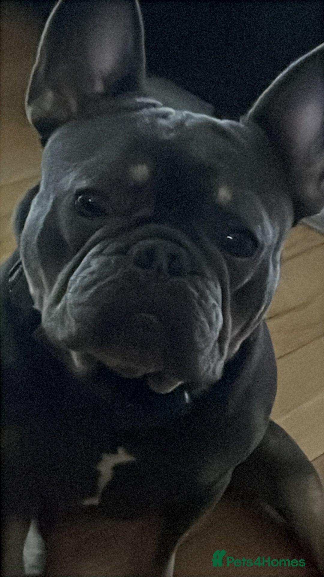 French Bulldog dogs for sale: 2 Year Old Male French Bulldog - Image 4