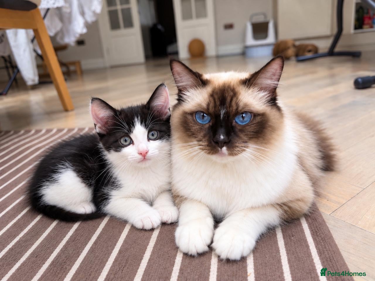 Mixed Breed cats 💙 Gorgeous Ragdoll Cross Kitten💙 - Advert 2