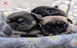 Pug dogs for sale: Quality PUG puppies. Fawn.Black and Blue/Tan - Image 21