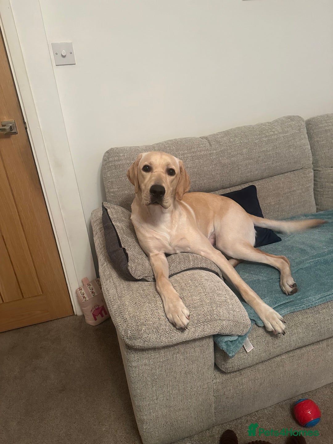 Labrador Retriever dogs for sale: 10 month Labrador  - Advert 1