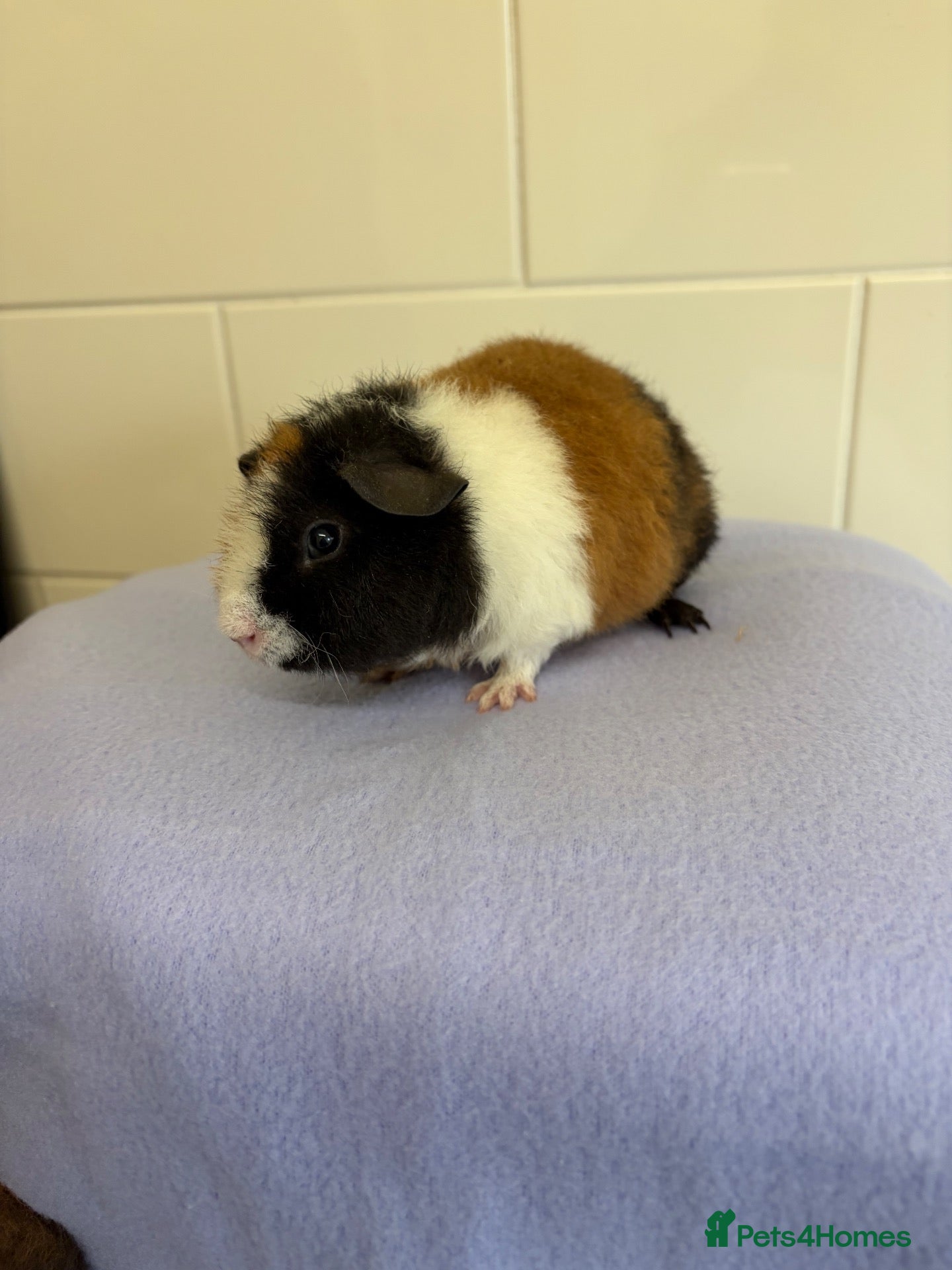 Guinea Pig rodents Beautiful pure Teddy guinea pigs  - Advert 1