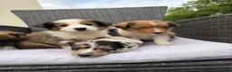 Border Collie dogs for sale: 5 Beautiful Puppies for sale🐾 - Advert 4